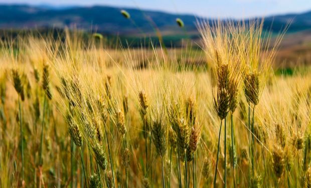 La falta de permisos de exportación no fue el único problema que giró en torno al cultivo de trigo. La calidad del cultivo tampoco acompañó.