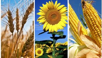 ¿Chau trigo? ¿Hola maíz y girasol?