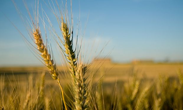 Mejora la proporción de gramíneas en la rotación de cultivos.