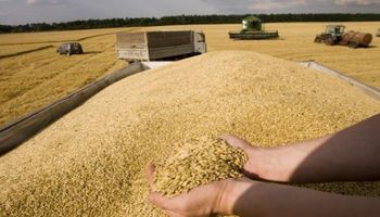 Piden medidas para frenar distorsiones de precios en trigo y girasol