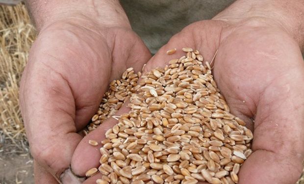 Ofrecerán análisis gratuitos y anónimos para determinar la calidad del trigo