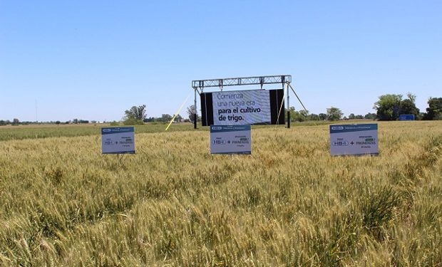Se aprobó en Argentina el primer trigo transgénico del mundo: el HB4 tolerante a sequía está autorizado a la espera de Brasil