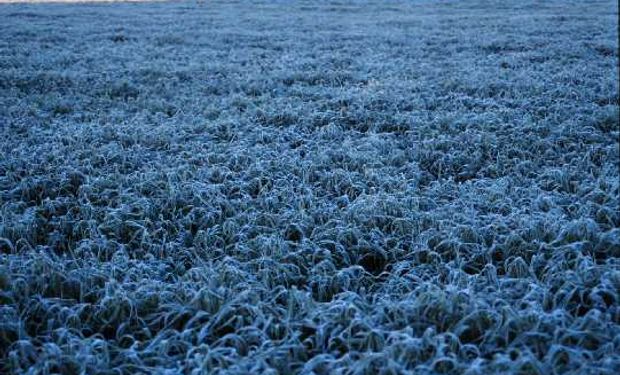 Paraná es el principal estado productor de trigo de Brasil. Allí el segundo día de heladas afecta al cereal.