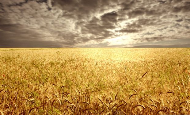 Heladas golpean al trigo en EE.UU.