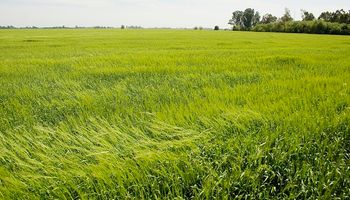 Qué variedades de trigo sembraron unos 40.000 productores