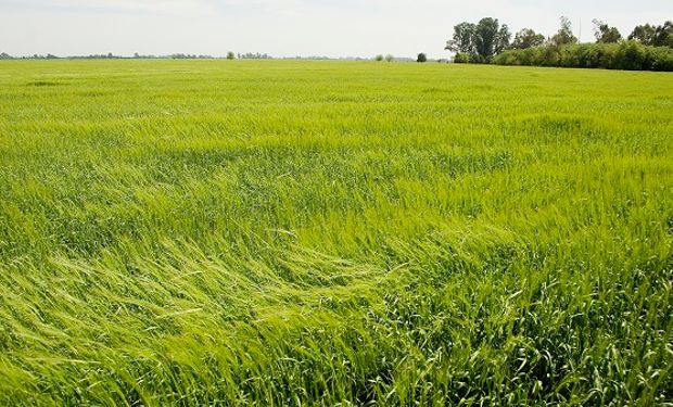 Qué variedades de trigo sembraron unos 40.000 productores