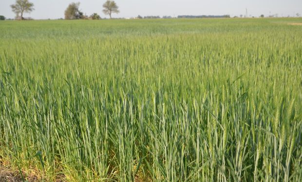 El gobierno corregirá estimación de trigo en los próximos días