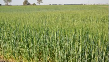 Informa Economics redujo proyecciones de cosecha de trigo y maíz de Argentina