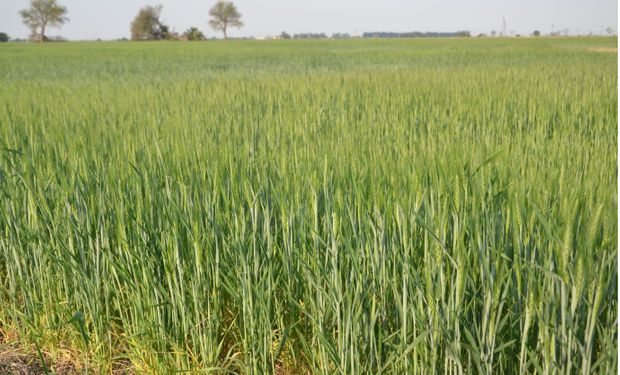 Informa Economics redujo proyecciones de cosecha de trigo y maíz de Argentina