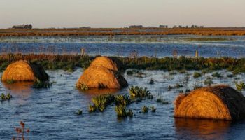 Nuevas precipitaciones afectan al trigo implantado en Buenos Aires y La Pampa