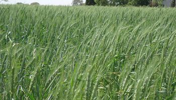 Fuerte mejora de los márgenes para los productores de trigo