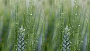 Buenas noticias para el trigo: anticipan lluvias normales o superiores a las normales
