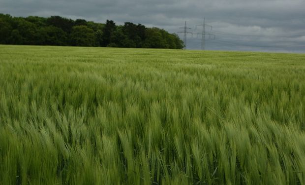Nuevas lluvias podrían afectar cuadros de trigo
