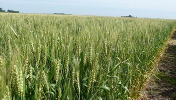 Prevalece una buena condición del cultivo de trigo