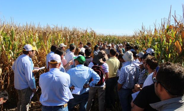 Cómo dan los números del planteo trigo-maíz de segunda en Córdoba