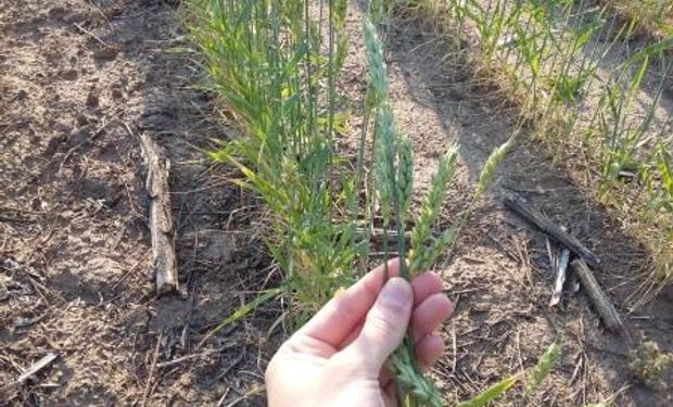 Manejo del trigo: qué hacer ante la reaparición del Carbón volador