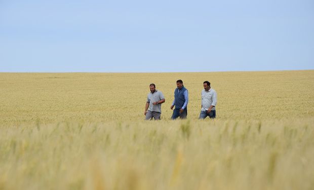 Producen trigo cerca de Mar del Plata y cuentan los detalles del manejo para lograr picos de hasta 10.000 kilos por hectárea