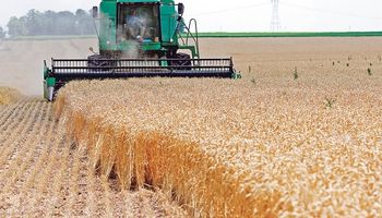 Trigo: se recuperan las lluvias en hemisferio norte y cayó el precio local para la nueva campaña