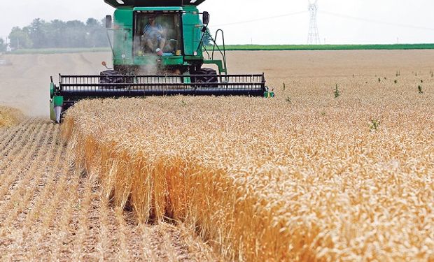 Trigo: se recuperan las lluvias en hemisferio norte y cayó el precio local para la nueva campaña
