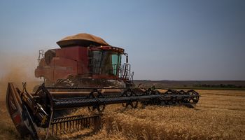 El trigo a US$ 185 comienza a generar interés: de qué se habla en el mercado de granos en el cierre de año