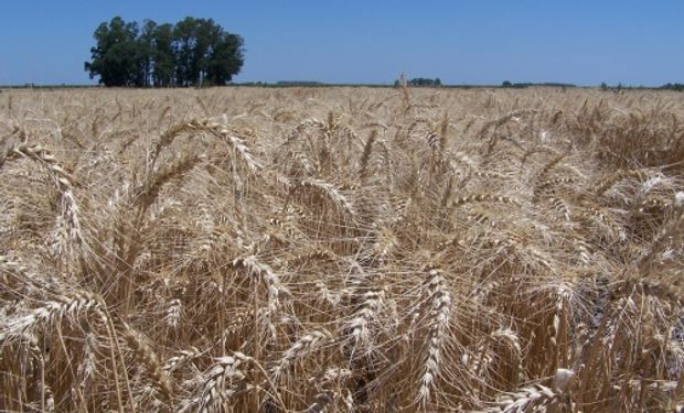 La respuesta del Gobierno a la distorsión en el precio del trigo que acusan los productores