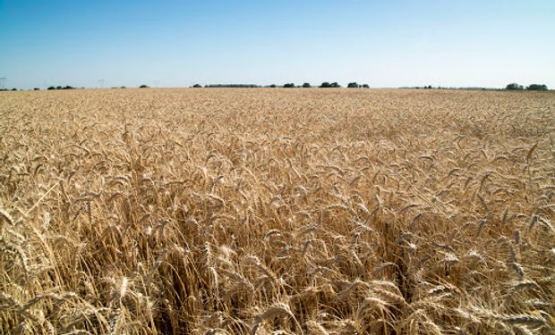 En Brasil temen que el paro afecte la llegada de trigo argentino y que se frene la molienda