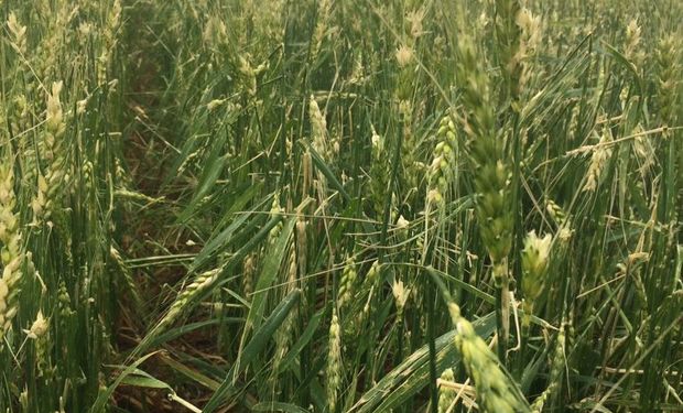 Recorte para el trigo por la sequía y las heladas: "El impacto en el rinde es dramático"