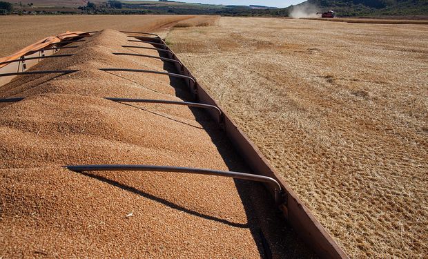 Idas y vueltas: así reaccionan soja, trigo y maíz a los últimos cambios de la guerra comercial