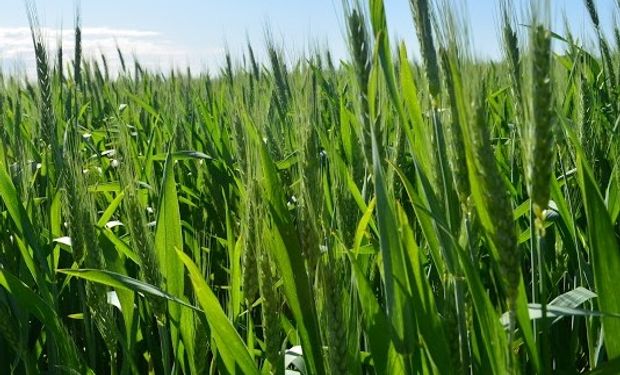 Una herramienta que va ganando lugar es el uso de los inoculantes o biofertilizantes.