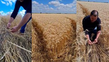 Misterio: encontró "líneas" de trigo desgranado que forman una figura desde el aire y no encuentra respuesta