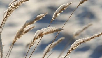 El clima frío en EEUU despierta preocupaciones en el trigo