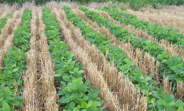 Intersiembra con soja y hasta cultivo de servicio con eventual cosecha: ¿Qué esperar del trigo en el norte argentino?