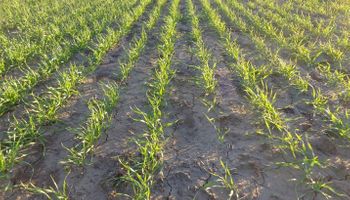 Trigo, por debajo de los cálculos