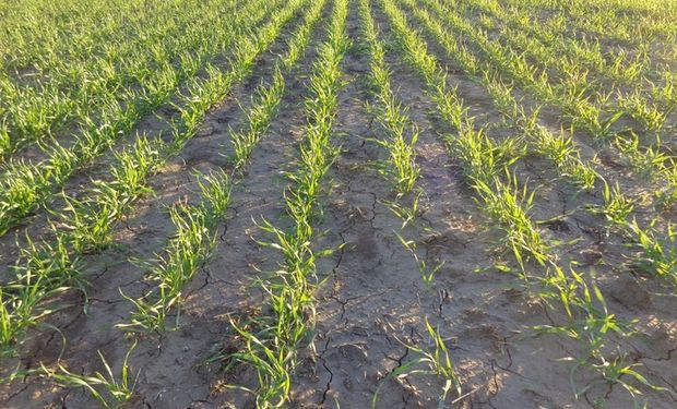Trigo, por debajo de los cálculos