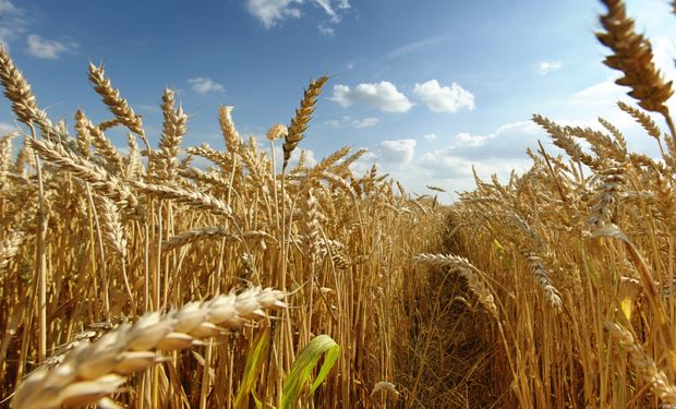 Según el MINAGRI, en el sudoeste, oeste de Buenos Aires y sur de La Pampa se reportan buenas condiciones generales para el trigo.