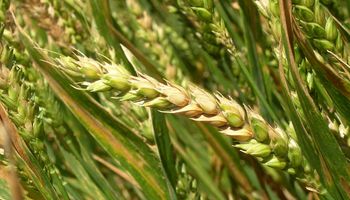 Cómo fertilizar al trigo: ensayos de 3 campañas demuestran que se puede apuntar a un rinde de 45 qq/ha