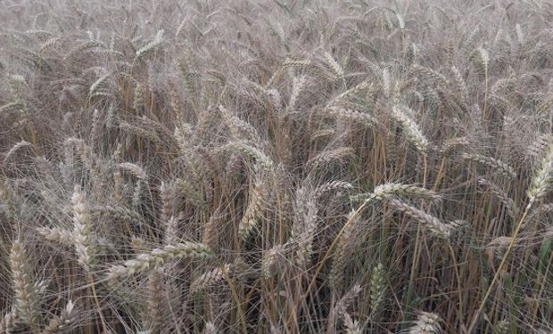 En Córdoba y Santa Fe, el rinde del trigo cae a la mitad contra el año pasado y algunos lotes ni se cosecharán