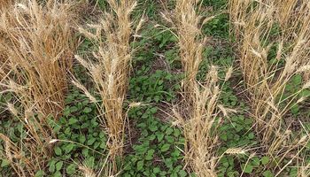 30, 15 y hasta 7,2 qq/ha: los rindes del trigo cuando comienza a ganar ritmo la cosecha