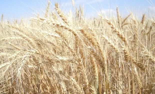 Óptimas condiciones climáticas para el cierre de la fina.