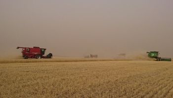 Heladas impactarían de manera negativa sobre los rendimientos del trigo