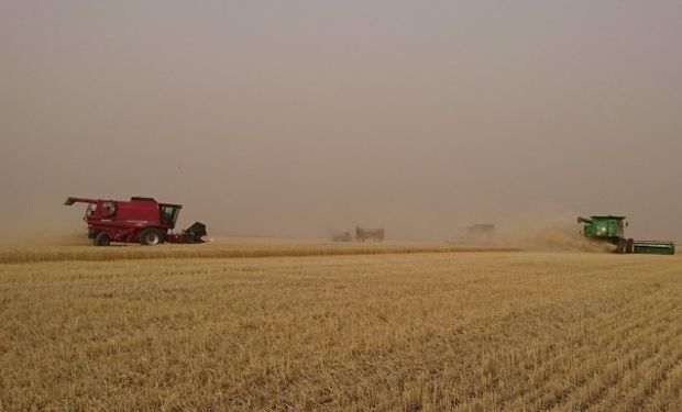 El progreso nacional de cosecha alcanzó el 20,6 % de la superficie apta, con un rinde medio nacional que ascendió a 18,4 qq/Ha.