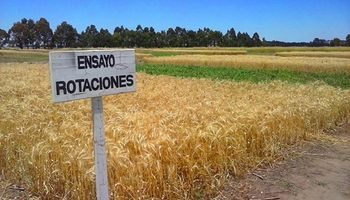 Con rotaciones, el trigo multiplica los rindes
