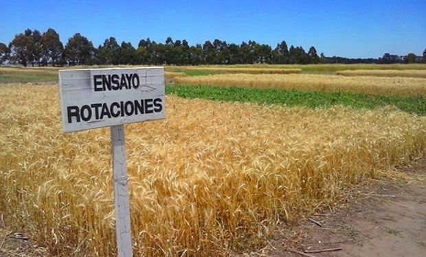 Una experiencia de larga duración destinada a generar información para aumentar y asegurar los rendimientos del trigo.