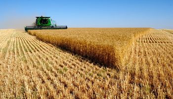 Fuertes subas para el trigo: el mercado teme por una sequía en Rusia