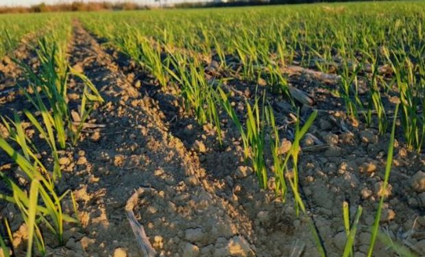 Lote de trigo, con muy buena germinación y pleno proceso de crecimiento, en el centro oeste del departamento Castellanos.-