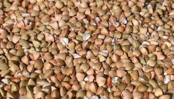 El sarraceno, un trigo con potencial para un mercado alternativo