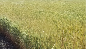 Comenzó la cosecha de trigo con magros rendimientos