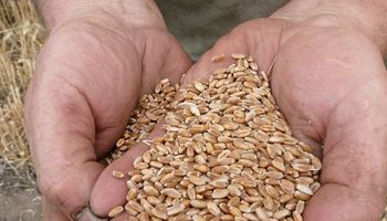 Declaración de semilla de uso propio de trigo superó el 40% del área