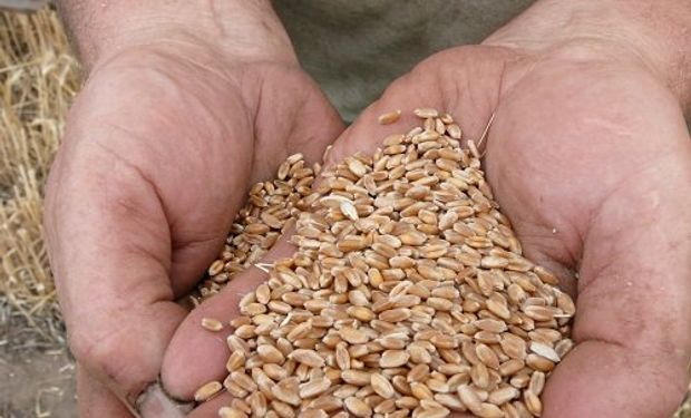 El propósito de la resolución 149/16 es “mejorar la capacidad de control a fin de poder diferenciar la semilla.