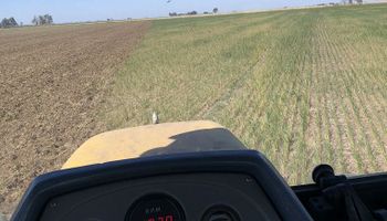 “Ya se tomó la decisión": tras 6 meses sin lluvias, se empezarán a secar lotes de trigo para sembrarlos con soja